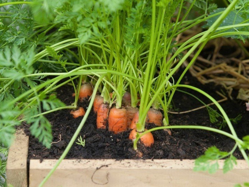 Грядка с морковкой для детей