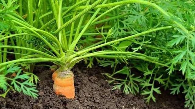 Когда сажать морковь весной: как правильно, сроки посадки