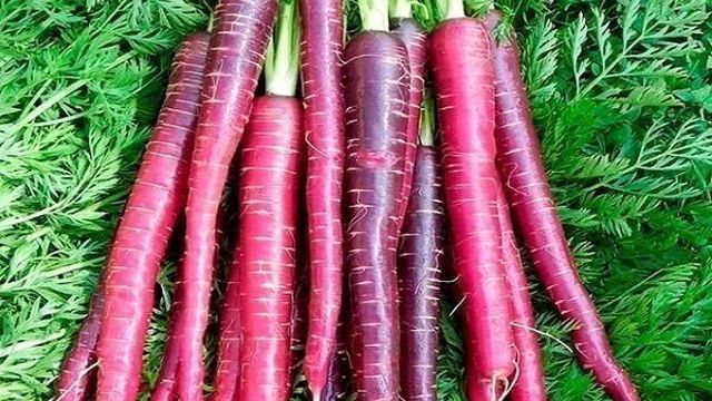 Обзор фиолетовой моркови и правил её выращивания