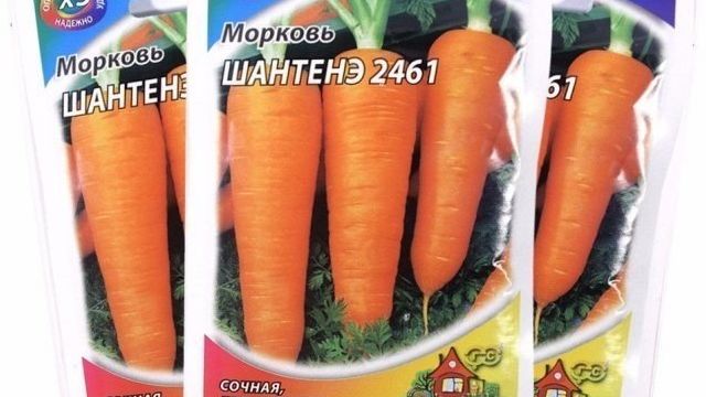 Популярный сорт вкусной моркови