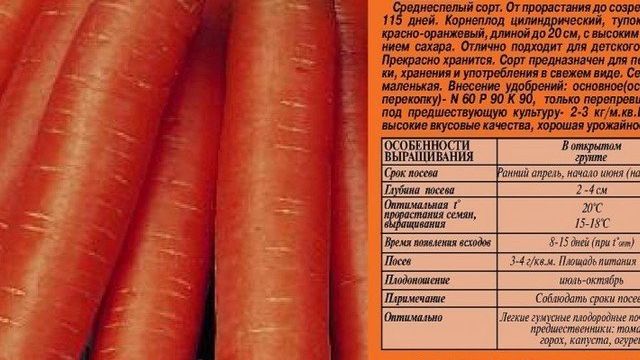 Сорт моркови Детская сладкая