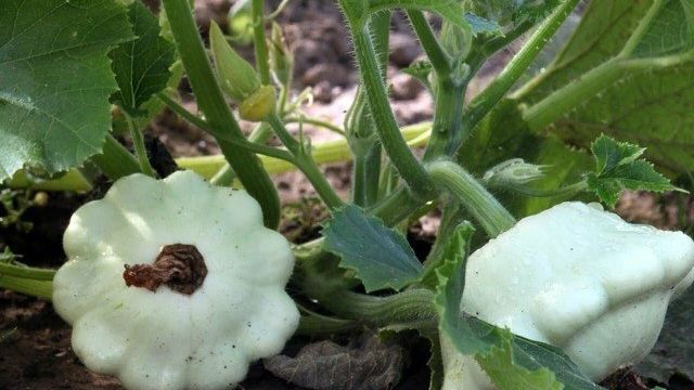 Патиссоны — посадка семян в открытый грунт, как и когда сажать, видео