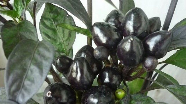 Удивительный декоративный перец «Черный принц»: выращиваем экзотическое растение самостоятельно