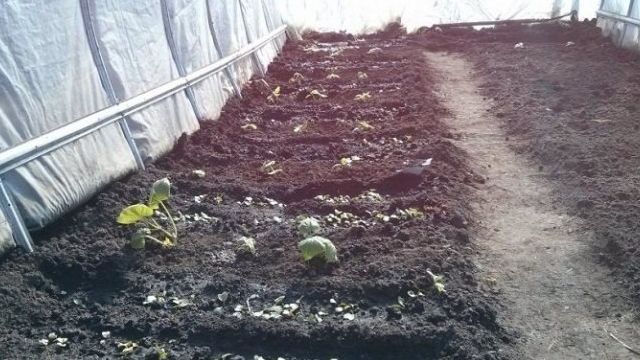 Выращивание редиса в теплице зимой
