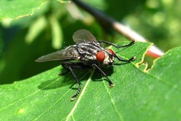 Весенняя капустная муха
