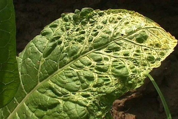 Вирус табачной мозаики на листьях табака