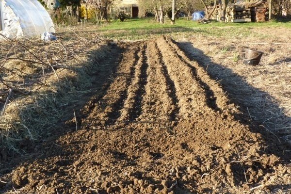 Подготовка почвы для репы