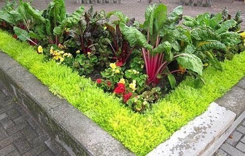 Идеи для огорода и сада