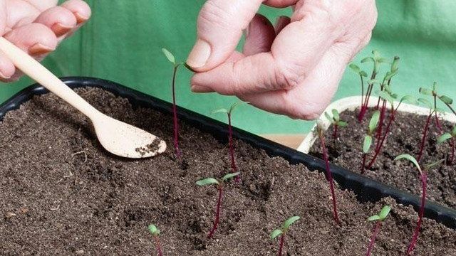 Выращивание свеклы – секреты хорошего урожая