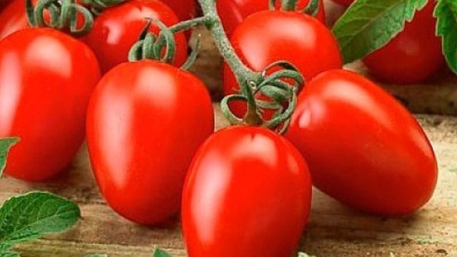 Российский раннеспелый, очень урожайный томат «Валентина»