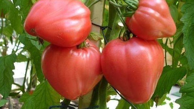 Сорта томатов для средней полосы России