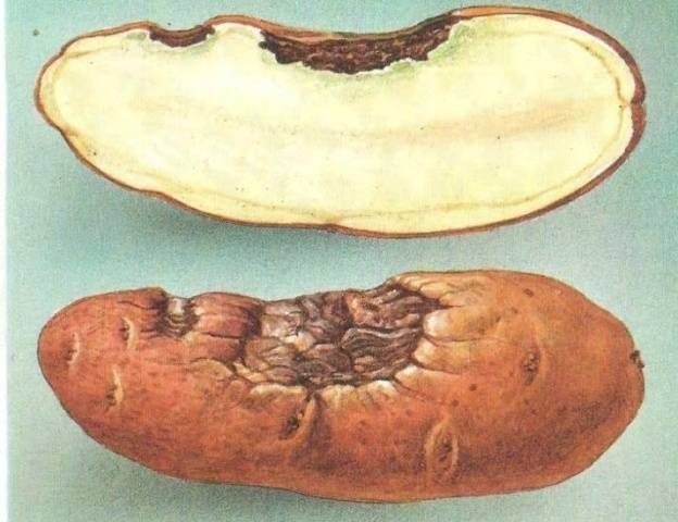Картофельная минирующая моль