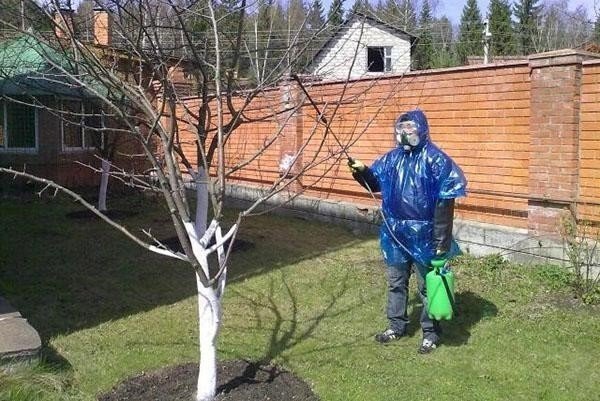 Опрыскивание деревьев весной