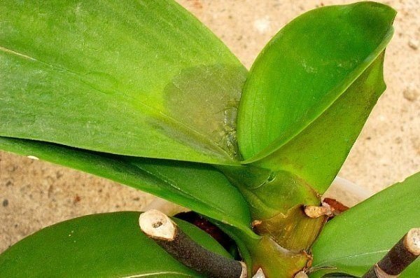 Пятна на листьях орхидеи фаленопсис