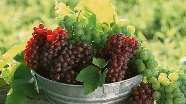 Болезни виноградов с фото и борьба с ними