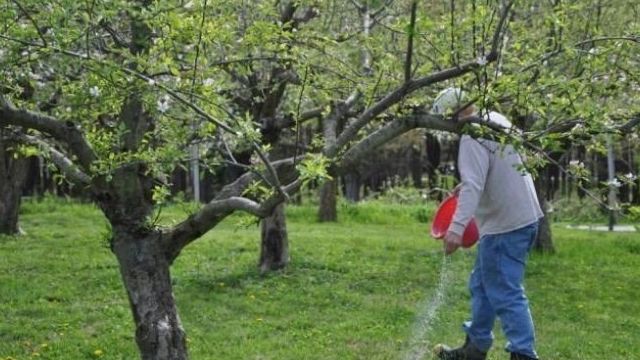 Хлороз яблони: почему появляется болезнь и как от неё избавиться