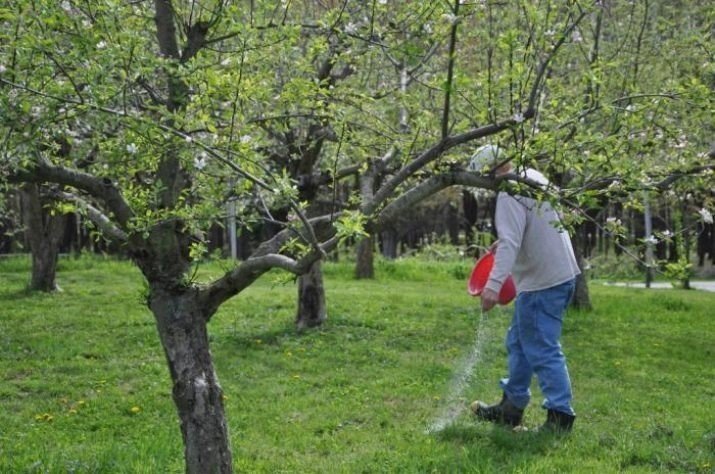 Яблоня агротехника подкормки
