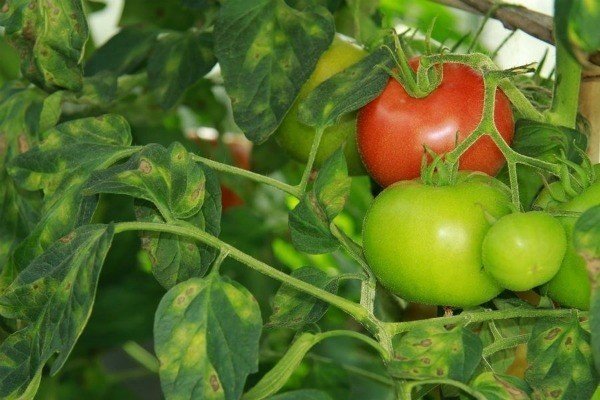 Низкорослые сорта помидор