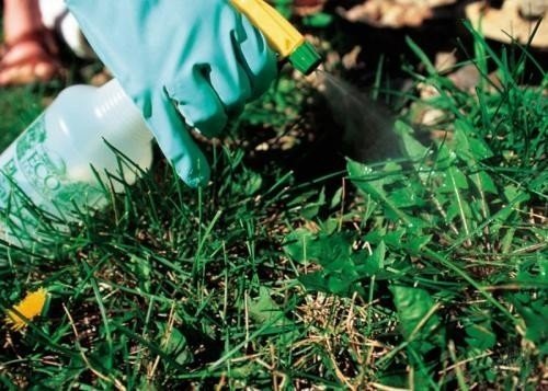 Сорная трава бурьян гербициды борьба