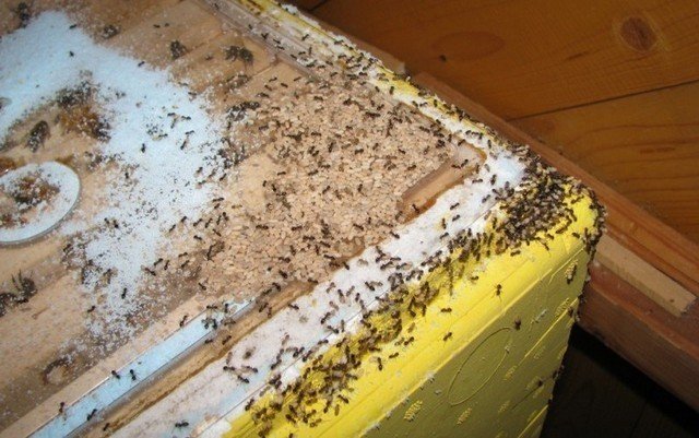 Пчелы в ульях лысонь