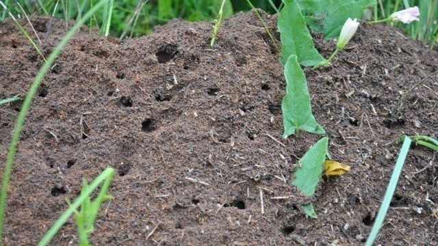 Как избавиться от муравьёв — самые эффективные народные средства