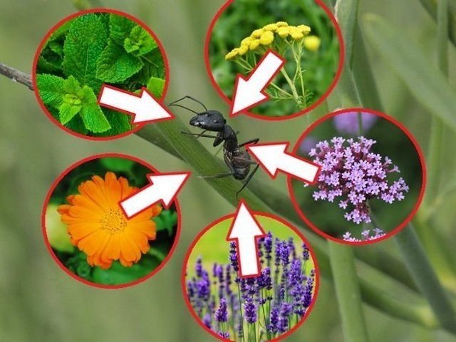 Растения которые отпугивают насекомых