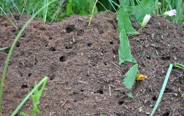 Уничтожаем муравьев в огороде