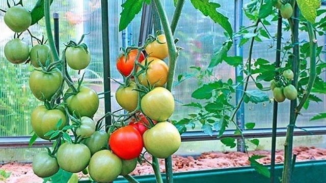 Почему помидоры цветут, но не завязываются в теплице