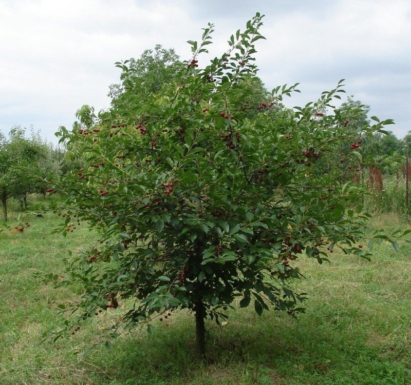 Вишня харитоновская дерево