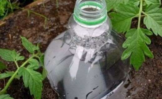 Бутылки в земле для полива помидор