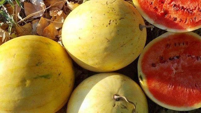 Семена арбузов: ранние сорта и особенности их выращивания на участке