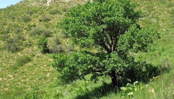 Крымская фисташка дерево