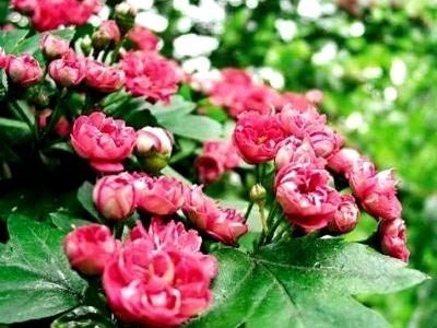 Боярышник декоративный розеа флоре плено