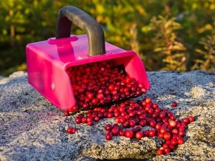 Вакуумный ягодосборник для сбора клюквы