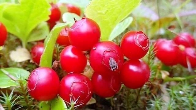 Клоповка сахалинская ягода