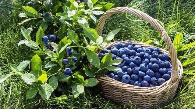 Когда собирать ягоды лесные и садовые: сроки сбора, ягодный календарь по месяцам