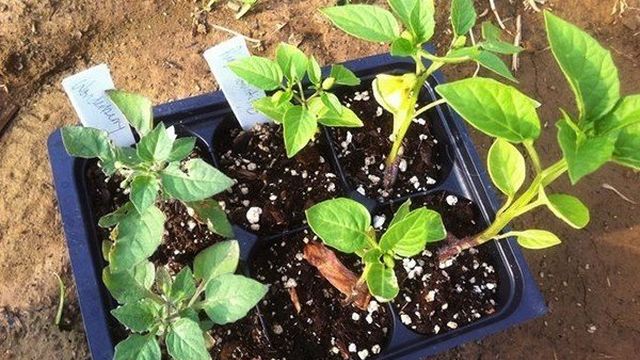 Выращивание ягоды самбери – инструкция по посадке и уходу