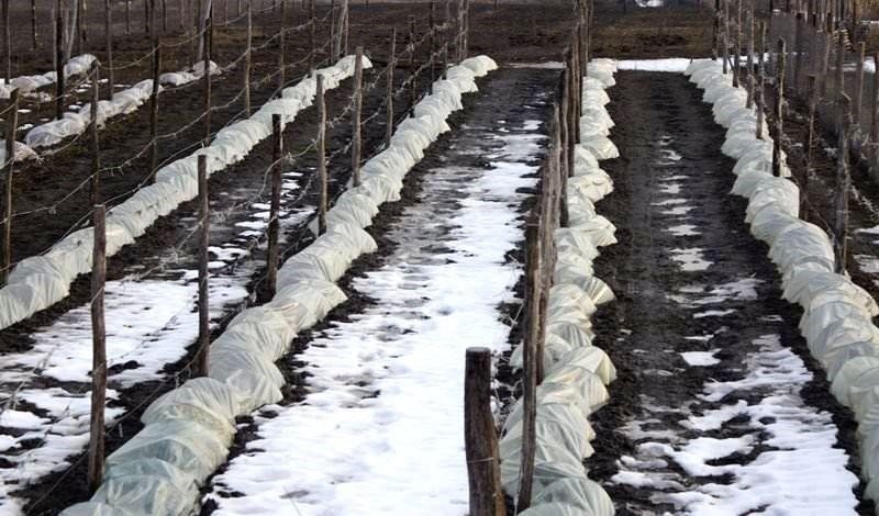 Маты для укрытия винограда на зиму