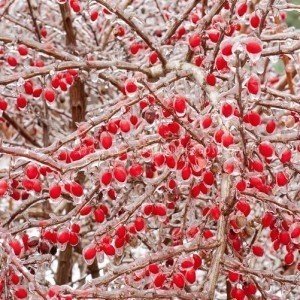 Зимние деревья с плодами