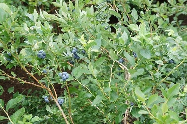 Голубика садовая алвар