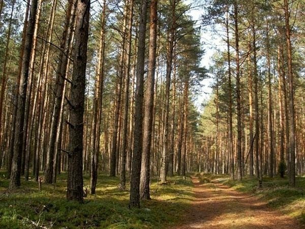 Памятник природы сосновый бор лесосибирск
