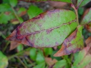 Красная пятнистость на листьях голубики