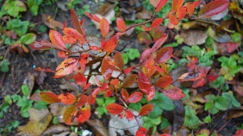 Красная пятнистость листьев голубики