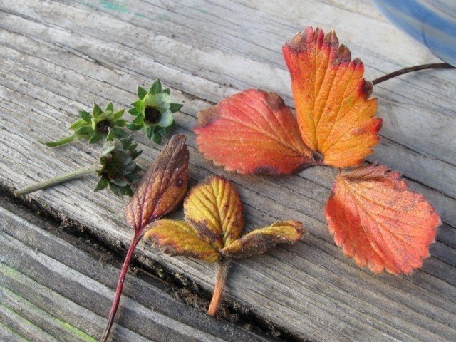 Листья земляники осенью