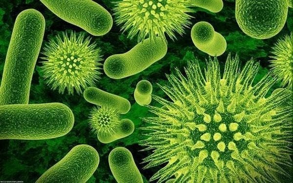 Бактерии биология движение
