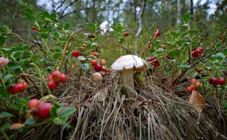 Лесу растут грибы и ягоды