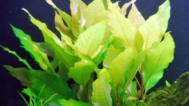Аквариумное растение лимонник: выбор, выращивание и разведение