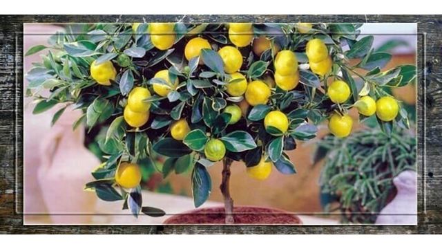 Как ухаживать за лимонным деревцем в горшке