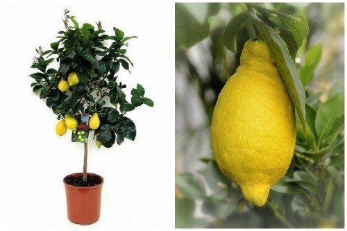 Комнатное растение лимон