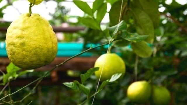 Выращивание лимонного дерева из семечки лимона